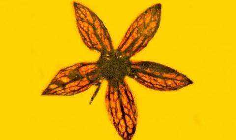 Откриха неизвестни цветя на 100 млн. години, запечатани в кехлибар (СНИМКИ) - 1