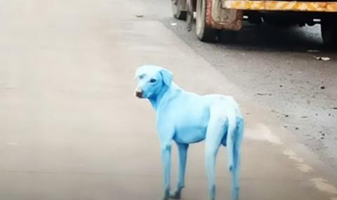 Сини кучета се готвят да превземат милионен град (ВИДЕО) - 1