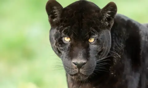 Отново видяха леопарда на Шуменското плато - 1