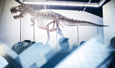 Първи за Европа скелет на Тиранозавър рекс бе продаден за 6 милиона долара (СНИМКИ) - 1