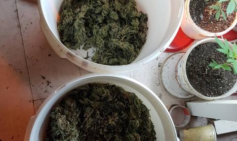 Столични полицаи разкриха домашна оранжерия за марихуана (СНИМКИ) - 1