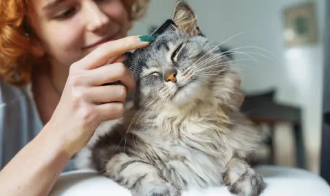 8 август - Отбелязваме международния ден на котката - 1