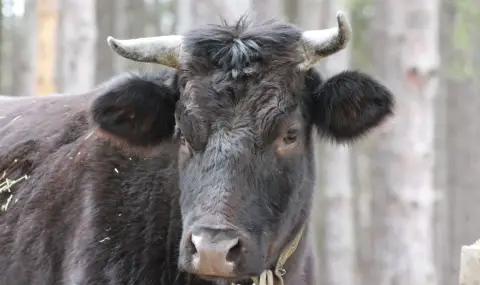 16-годишен се удари с мотоциклета на баща си в крава и загина - 1