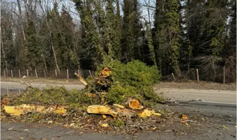 Дърво падна върху кола на столичното "Цариградско шосе" - 1