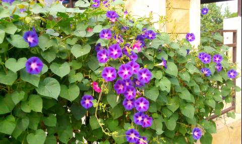 Грамофончетата ще колонизират Марс - 1