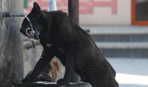 Куче нападна майка и две деца в Пазарджик - 1