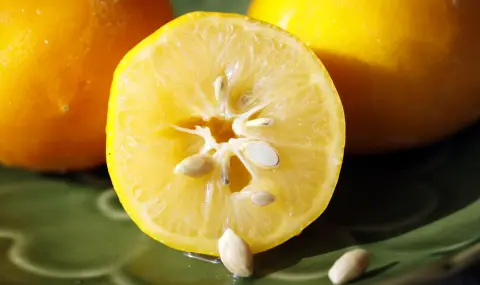 5 неподозирани ползи за здравето от семките на лимона - 1