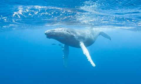 Гърбат кит спаси жена от акула, издигайки я над водата (ВИДЕО) - 1