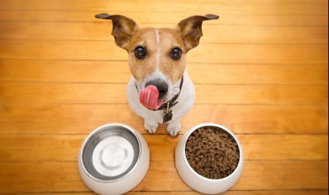 Колко да яде кучето, за да е здраво? - 1