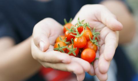 Най-малкият домат в света е с размер на... (СНИМКА) - 1
