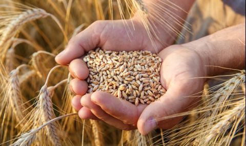 Европа ще загуби 3 млн. тона зърно заради сушата и конфликта в Украйна - 1