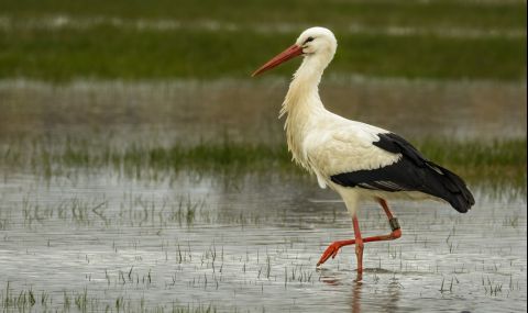 Рибар и щъркел празнуват своето 11-годишно приятелство - 1