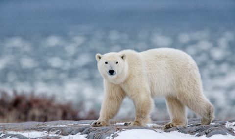 Полярна мечка уби жена и дете в Аляска - 1