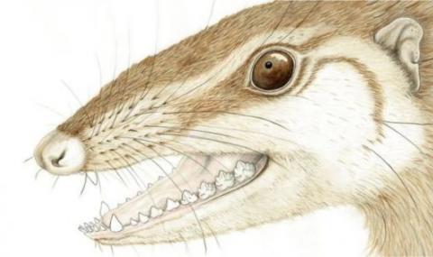 Откриха бозайник от времето на динозаврите с млечни зъби - 1