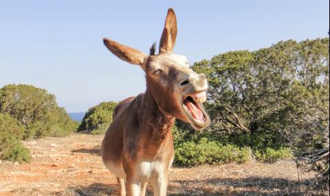 Притча: Магаретата на Бог - 1