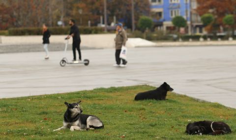 В Бургас: Глутница бездомни кучета стресира хората всяка сутрин - 1