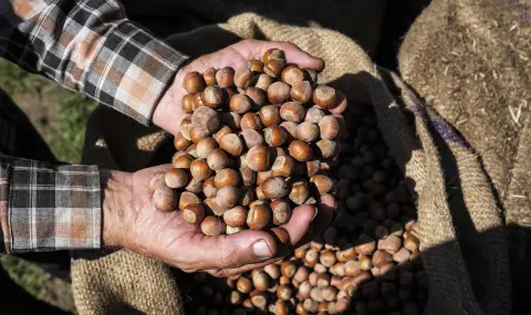 Цената на лешниците от Турция се покачи с над 50 процента - 1