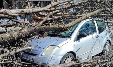 Пловдив: Най- малко 44 коли са пострадали от падналите дървета - 1