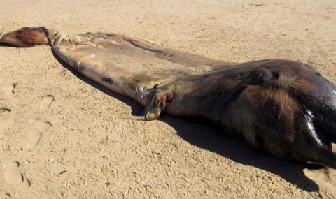 6-метрово морско чудовище изплува край бреговете на Намибия (СНИМКИ) - 1