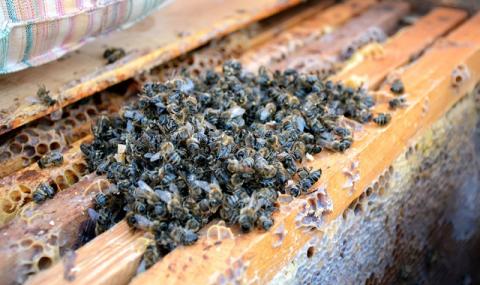Пчелите в цяла Русия започнаха да измират - 1