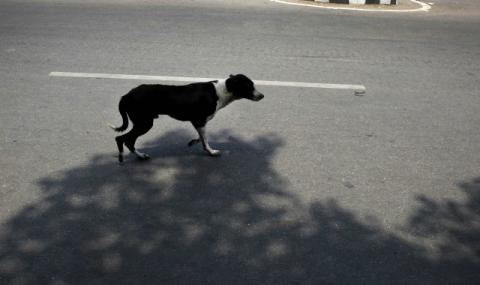 Улични кучета убиха шест деца в Индия - 1