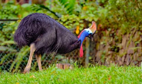 Най-страшната птица в света уби стопанина си - 1