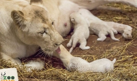 Редки бели лъвчета и тигри се родиха в полски зоопарк - 1