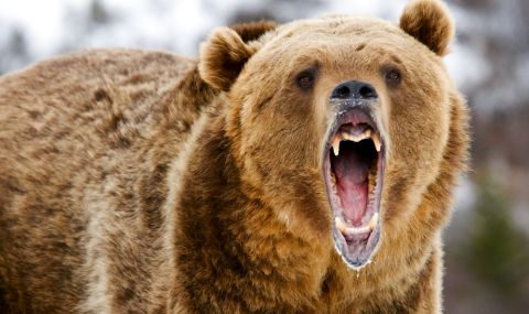 В Италия откриха мечка, разкъсала човек - 1