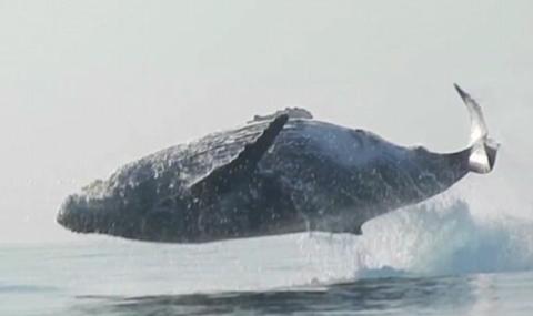 Полетът на един 40-тонен кит (ВИДЕО) - 1