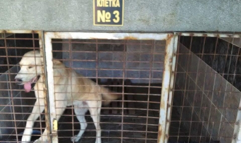 БАБХ: Приютът за кучета в Кърджали е изряден - 1