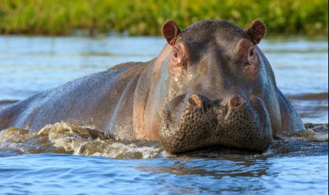 Хипопотам нападна и уби група туристи по време на рафтинг - 1