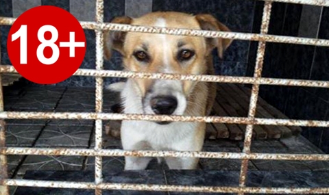 Зоозащитници настояват за закриване на приюта за кучета в Кърджали (18+) - 1