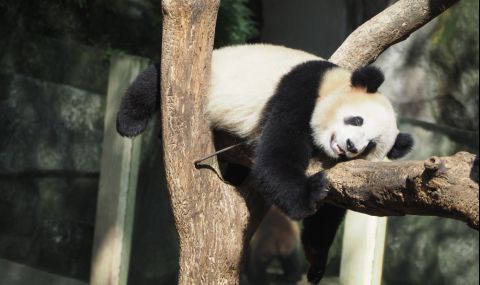 Най-старата панда в света почина на 38 години - 1