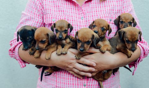 7 дребни породи кучета - идеални за домашни любимци - 1
