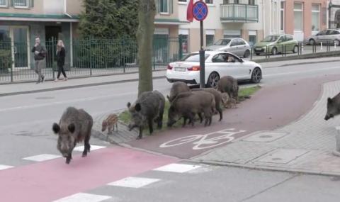 Диви прасета се скитат из полски град (ВИДЕО) - 1