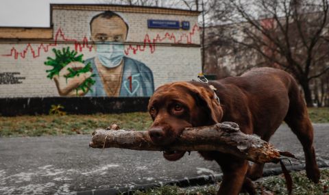 В Русия искат да разрешат убийството на бездомни животни - 1
