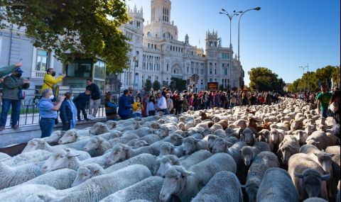 Овце блокираха Мадрид (ВИДЕО) - 1