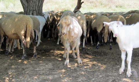 Новият собственик на ЦСКА отглеждал над 2000 овце от израелска порода - 1