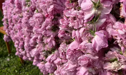 Най-дългата вита баница с рози ще бъде направена в Казанлък - 1