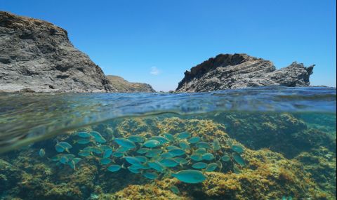 Тревожна новина: Над 50 морски вида са изчезнали заради жегата - 1