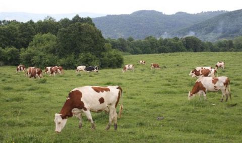 Фонд "Земеделие" с важно съобщение за животновъдите - 1