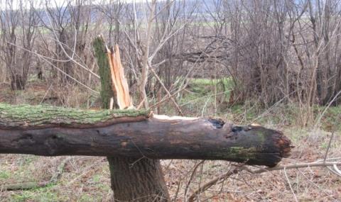 Силен вятър събори дървета по главни пътища в Северна България - 1
