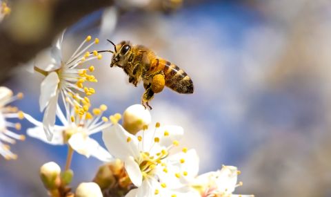 Отбелязваме Международния ден на пчелата - 1