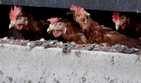 Откриха огнище на птичи грип във ферма в Плевенско - 1
