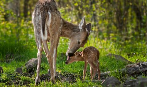 Притча: Как Бог говори на хората - 1