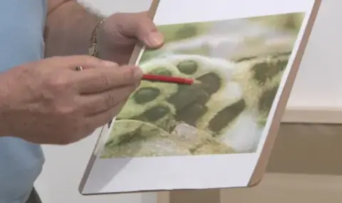 Проф. Спасов за хищника в Шумен: Следата е на куче, а не на леопард - 1