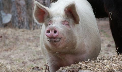 Първи случай на Африканска чума по свинете в България за 2023 г. - 1