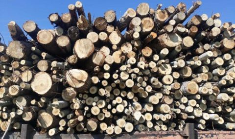 Прецедент в Кюстендилско: Пълни складове с дърва за огрев, а цените им са високи - 1