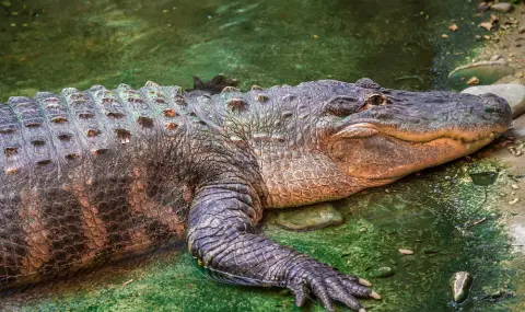 Конфискуваха 3-метров алигатор, държан незаконно в дом в Ню Йорк (СНИМКИ+ВИДЕО) - 1