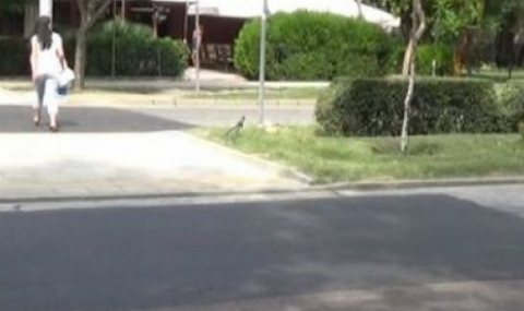 Джигити летят през повдигнати пешеходни пътеки - 1